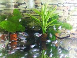 Bila anda memelihara ikan air tenang seperti manfish, gurami mini, sepat mutiara, oscar dan louhan, maka anda perlu memberi pembatas berupa batu atau karang di demikian penjelasan dan uraian kami tentang cara memelihara ikan di akuarium rumah minimalis anda, semoga bermanfaat. Cara Ternak Ikan Louhan Termudah Kompasiana Com