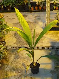 Image result for Curculigo latifolia