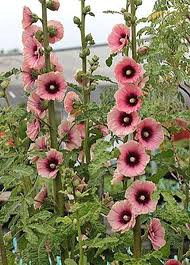 Hollyhocks Seeds Package Includes One Bag Of Hollyhock Seeds Description Growing Hollyhocks Alcea R Hollyhocks Flowers Beautiful Flowers Flower Garden Plants