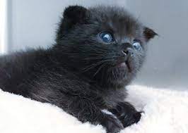 黒猫は猫らしくない 仔猫を拾ったので petomorrow ペットゥモロー 明日も うちの子 元気 猫 黒猫 猫 毛