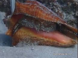 I forgot to add the bucket in the shot). 2019 Conch Season In Danger Of Premature Closure Ambergris Caye Belize Message Board