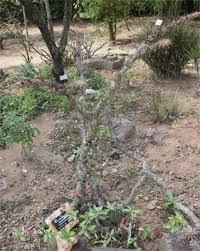 Image result for Euphorbia didiereoides