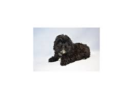 Fancy garden shih tzus, jacksonville, florida. Shih Poo Puppies Petland Jacksonville Florida