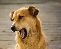 Maybe you would like to learn more about one of these? My Dog Barks At My Guests How To Stop It Journey Dog Training