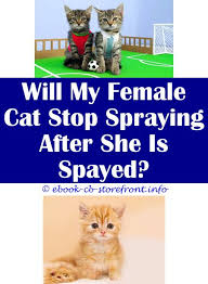 It can often be smelled from up to 10. 15 Spectacular Cat Spraying Products Admirable