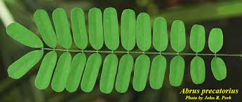 Image result for Abrus fruticulosus