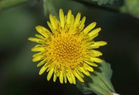 Image result for Sonchus oleraceus