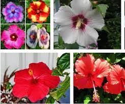 Seair Exim Solution Provide A Country Insightful Data Of Ukraine Hibiscus Flower Import Data Annually Report Is A Greatly An Hibiscus Flowers Flowers Hibiscus