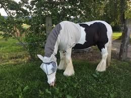 Гайд на тинкера от топ 1 mmr tinker funkefal. Review Mane Neck Cover Protect Einhorn Versand