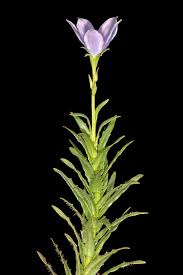 Image result for Wahlenbergia undulata