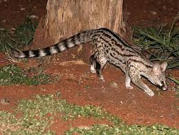 Small Spotted Genet Kruger National Park You Have To Go On A Night Safari To See Genets Or Civets Animals Wild African Wildlife Animals