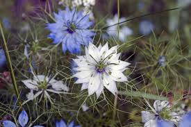We did not find results for: Flower Nigella Damascena Free Photo On Pixabay