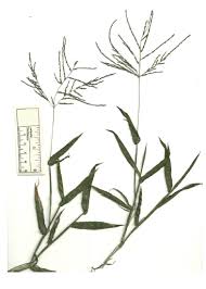 Image result for Digitaria velutina