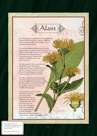 Alant Alanttee Krauter Pflanzen Krauter Krauterpflanzen