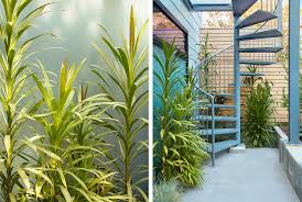 Image result for Cordyline stricta