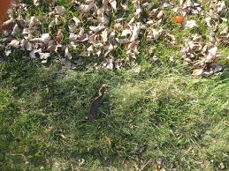 Everyone knows that walnut trees produce a potent growth inhibitor as a way of protecting their territory. Fall Leaves Love Em And Leave Em Rutgers Master Gardeners Of Mercer County