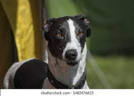 Maybe you would like to learn more about one of these? Portrait Beautiful Black White Greyhound Stock Photo Edit Now 1482476615