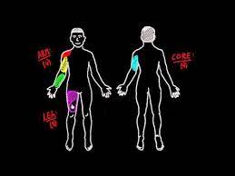 Learn the muscles used in the deadlift and you will know why deadlifts are so good. 11 Major Muscle Groups Youtube
