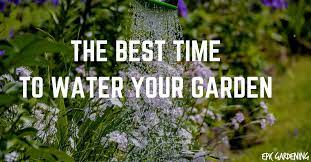 If you can spare the water, water large trees twice a month. When Is The Best Time To Water Your Garden Epic Gardening