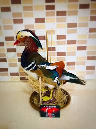Nazmi Ates Adli Kullanicinin Ates Tahnit 0533 632 3710 Panosundaki Pin Tahnit