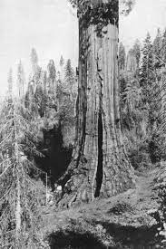 How old are the redwoods. The Redwoods Of Coast And Sierra