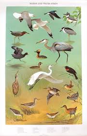 Birds Native To Pennsylvania Four Bird Species Posters Pennsylvania Game Commission 1965 N4gnk Bird Prints Bird Species Nature Posters