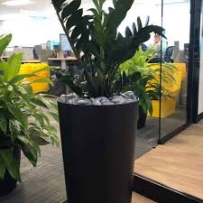 Image result for Zamiokulkas Zamioculcas