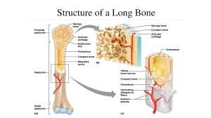 Red bone marrow consists of a delicate. Science Starter What Are The Two Types Of Bone Marrow Ppt Download