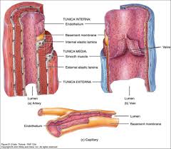 Artery Vein And Capillary Anatomical Structure In Detail Www Anatomynote Com Arteries Cardiovascular System Health Science