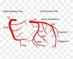 Coronary arteries supply oxygenated blood to the heart muscle, and cardiac veins drain away the blood once it has been deoxygenated. Coronary Circulation Png Images Pngwing