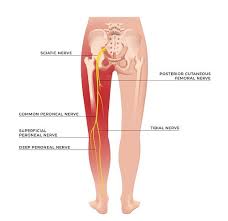 The first choice for professional athletes worldwide. Biceps Femoris The Definitive Guide Biology Dictionary