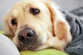 Se in turchia non ha destato particolare attenzione, in europa ha fatto molto discutere. Signora Si Fa Scopare Dal Cane La Mia Ragazza Si Fa Scopare Dal Cane Andavo A Lione Cogliendo Cotone Tornavo Correndo Cotone Cogliendo Anton Hubbell