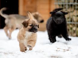 Contact tiere suchen ein zuhause on messenger. Tierheim Nurnberg Diese Sussen Welpen Suchen Ein Zuhause Nurnberg Nordbayern