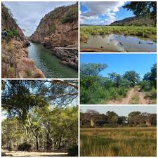 Image result for Anisotes rogersii