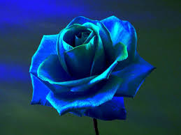 Download blue rose 4k hd widescreen wallpaper from the above resolutions from the directory hd wallpapers. 100 Rose Blue Rose Flowers Blue Flowers Wallpaper Hd Desktop Android Iphone Hd Wallpaper Background Download Png Jpg 2021