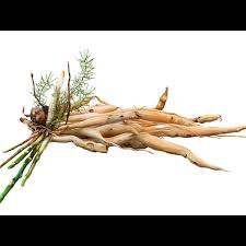 Image result for Asparagus racemosus