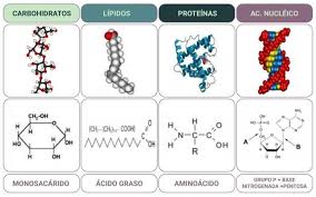  Biomoléculas: La Base Molecular de la Vida Vegetal y su Impacto en la  Agronomía  Las biomoléculas son compuestos orgánicos que se encuentran en  todos los organismos vivos, desempeñando roles fundamentales