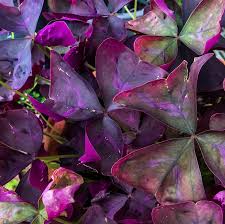 Bigger cfl grow lights were later specially designed for indoor grows, and can be used with great success. Buy Oxalis Triangularis Purple Shamrocks 20 Robust Bulbs For Planting Best Tubers Easy To Grow Indoors Outside Ships From Easy To Grow Tm Online In Vietnam B005wxxapw