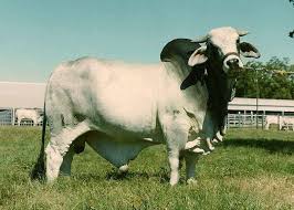 Electrocardiographic studies reveal abnormalities of cardiac conduction. Brahman Cow Facts