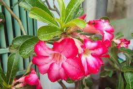 Bunga bunga adenium yang sangat indah, wajib di miliki buat para kolektor bunga adenium bunga adenium mekar dan lebat tentunya ingin dinikmati oleh setiap orang pecinta adenium. Cara Merawat Bunga Adenium Supaya Berbunga Lebat Dan Waktu Mekarnya Tahan Lama Portal Jember