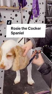 Groom Rosie the Cocker Spaniel with me 🐾 . .  #doggrooming#onthisday#doglifelover#education#bracknell#haircut#stepbystep#comewithme#cockerspanielsoftiktok#spanielsoftiktok#groomersoftiktok✂️  ...
