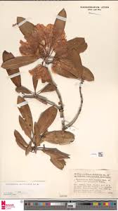 Image result for Strephonema mannii