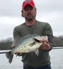 Gigantic 4 Lbs 8 8 Oz State Illinois Record Crappie Confirmed A Hybrid Trout Fishing Trout Fishing Tips Trout Fishing Lures