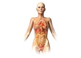 Ecco la classifica energetica degli organi del corpo umano. Pianta Del Piede Gli Organi Corrispondenti Cure Naturali It