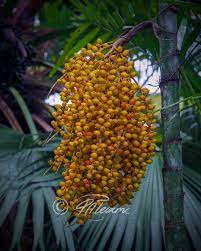Pateixmc Palmtree With Yellow Orange Palm Nuts In Commewijne Suriname Backtonature Suriname Commewijne Southamerica Palm Bird House Plants