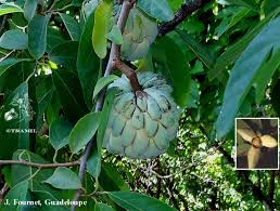 Image result for Annona squamosa