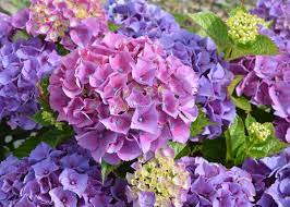 The oakleaf hydrangea (hydrangea quercifolia) is a native american shrub. Hydrangea Varieties For Every Garden Old Farmer S Almanac