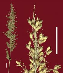 Image result for Setaria homonyma