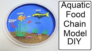 A food chain shows a. What Is Food Chain Definition Types Examples Leverage Edu