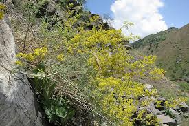 Image result for Galium verum